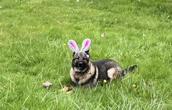 Kent Police Department Celebrates National Dress Up Your Pet Day With Charming Canine Fashion Show