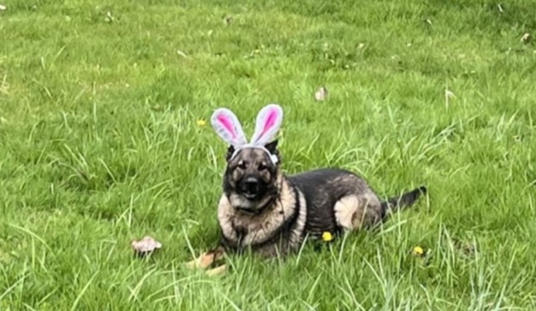 Kent Police Department Celebrates National Dress Up Your Pet Day With Charming Canine Fashion Show