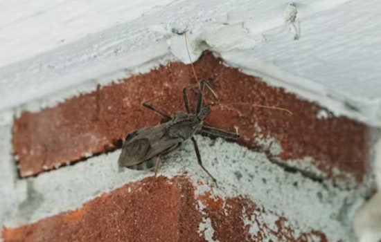 Kissing Bugs Near El Paso Pack Alarming Chagas Punch, Study Finds
