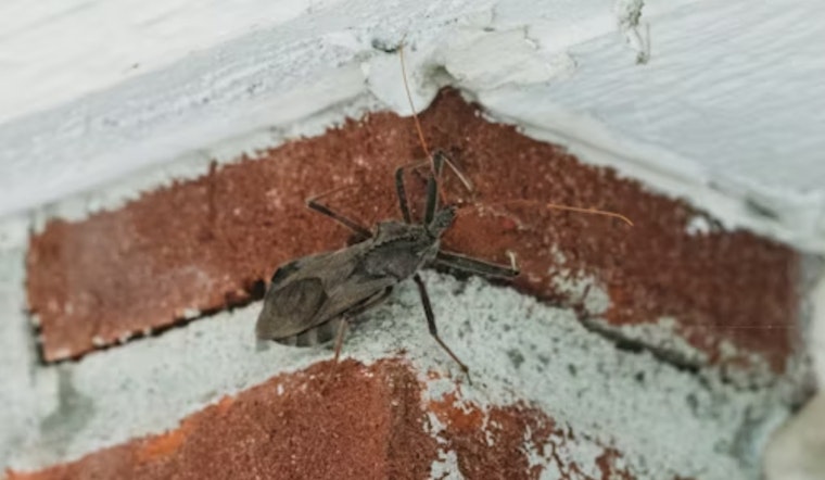 Kissing Bugs Near El Paso Pack Alarming Chagas Punch, Study Finds