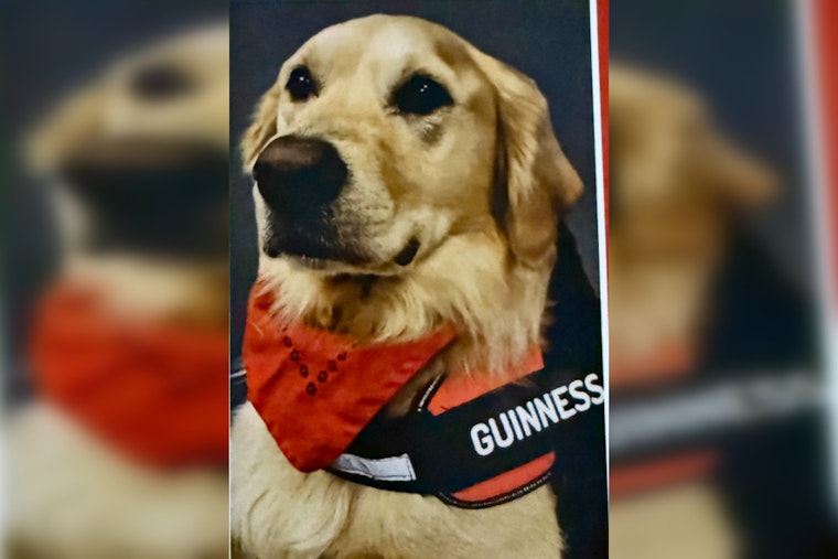 Knoxville Embraces Golden Retriever Therapy Dog Guinness for Comfort in Healthcare and Forensic Settings