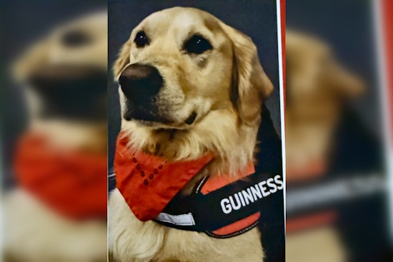 Knoxville Embraces Golden Retriever Therapy Dog Guinness for Comfort in Healthcare and Forensic Settings