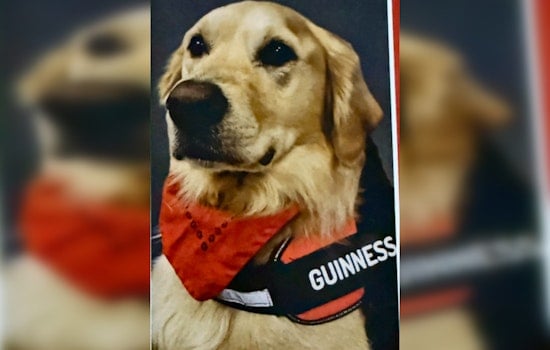 Knoxville Embraces Golden Retriever Therapy Dog Guinness for Comfort in Healthcare and Forensic Settings