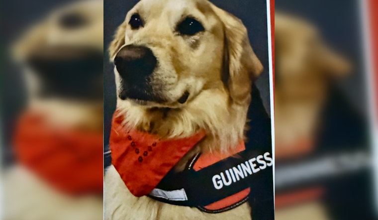 Knoxville Embraces Golden Retriever Therapy Dog Guinness for Comfort in Healthcare and Forensic Settings