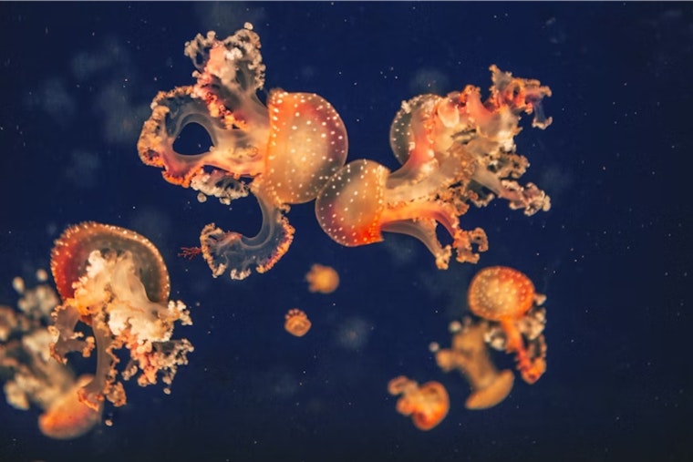 La Jolla’s Baby Octopus Boom: 3,000 Tiny Red Hatchlings Hidden Off Exhibit
