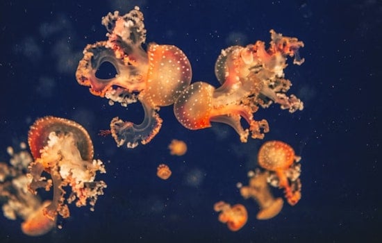 La Jolla’s Baby Octopus Boom: 3,000 Tiny Red Hatchlings Hidden Off Exhibit