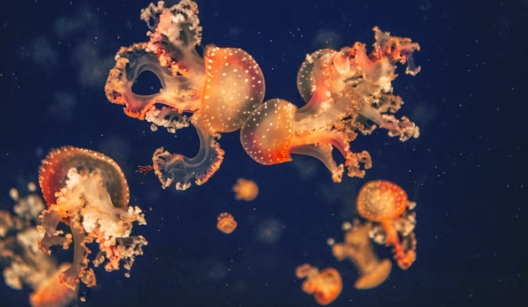 La Jolla’s Baby Octopus Boom: 3,000 Tiny Red Hatchlings Hidden Off Exhibit