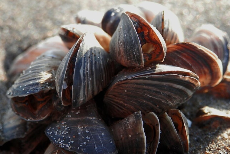 Lake Superior Scientists Race To Stop Invasive Mussels