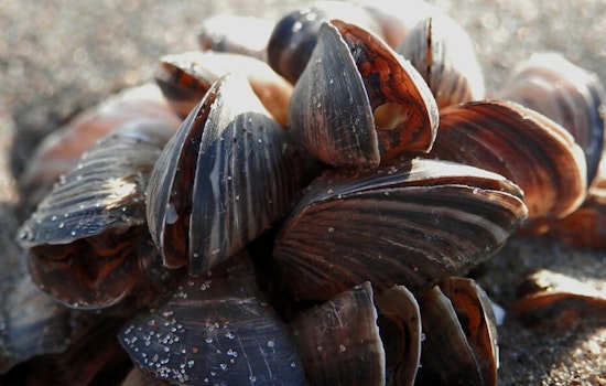 Lake Superior Scientists Race To Stop Invasive Mussels