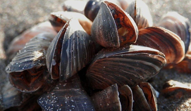 Lake Superior Scientists Race To Stop Invasive Mussels