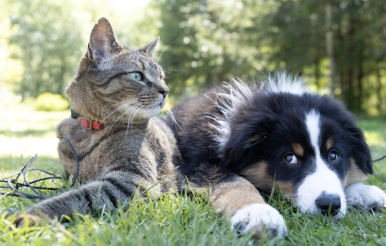 Las Vegas Animal Rescue Group Overwhelmed by Reports of Lost Pets After New Year's Fireworks