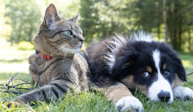 Las Vegas Animal Rescue Group Overwhelmed by Reports of Lost Pets After New Year's Fireworks