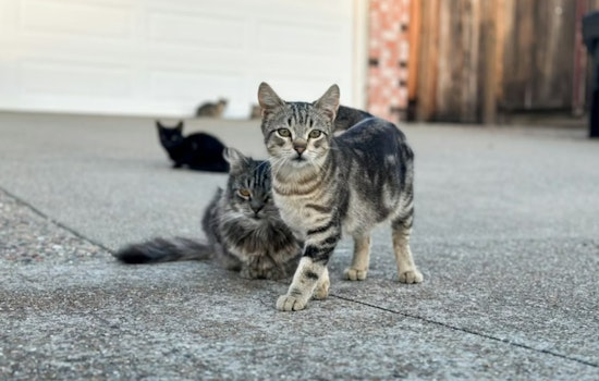 Sin City Overrun As 200,000 Stray Cats Turn Vegas Into Kitten City
