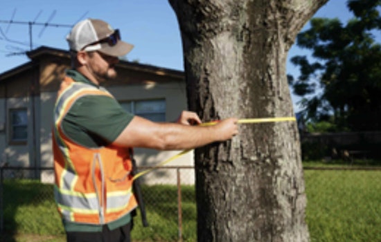 Leesburg Embarks on Comprehensive Tree Inventory for Urban Sustainability Enhancement