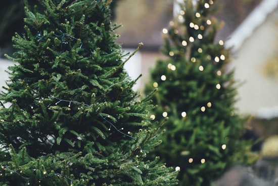 Litchfield Park Rings in Sustainable New Year with Christmas Tree Recycling Program
