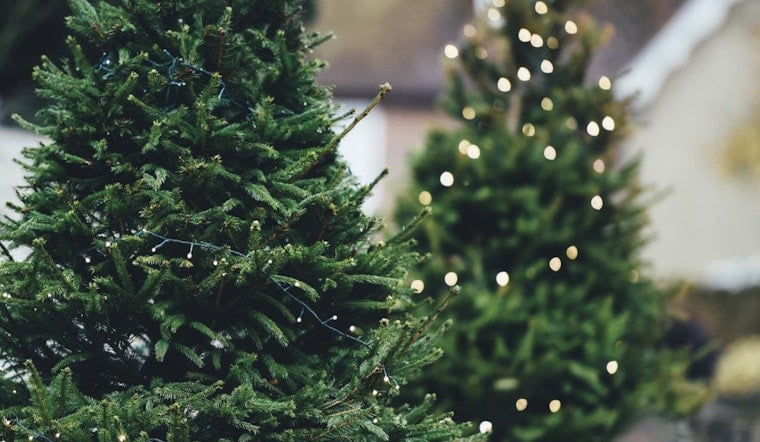 Litchfield Park Rings in Sustainable New Year with Christmas Tree Recycling Program