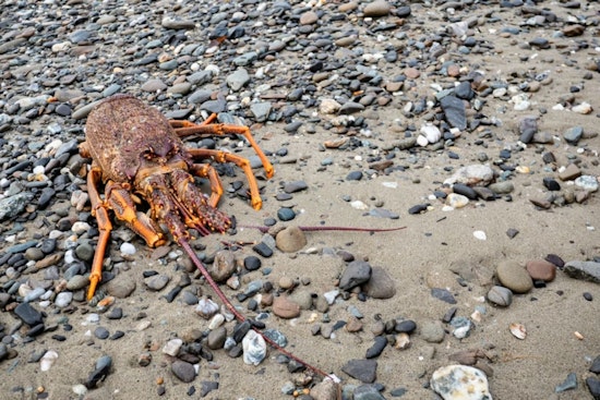 Lobster Shell Shock On San Onofre Shore As Officials Downplay Fears