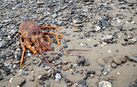 Lobster Shell Shock On San Onofre Shore As Officials Downplay Fears