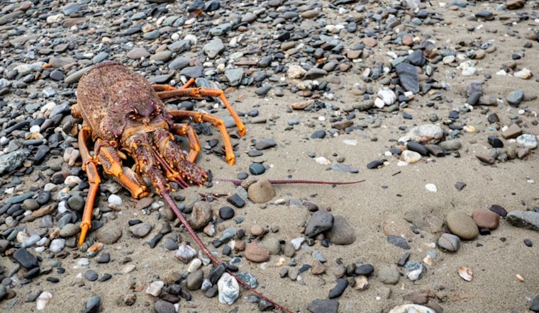 Lobster Shell Shock On San Onofre Shore As Officials Downplay Fears