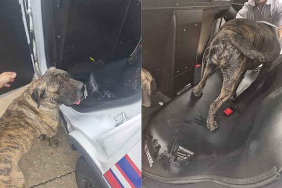 Loose Boerboels Bite Woman In Harris County As Deputies Hunt Owners