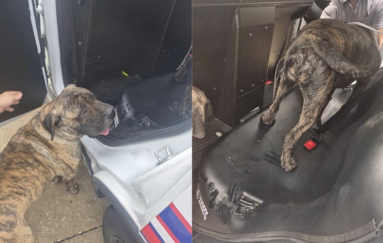 Loose Boerboels Bite Woman In Harris County As Deputies Hunt Owners