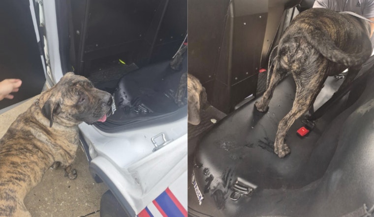 Loose Boerboels Bite Woman In Harris County As Deputies Hunt Owners