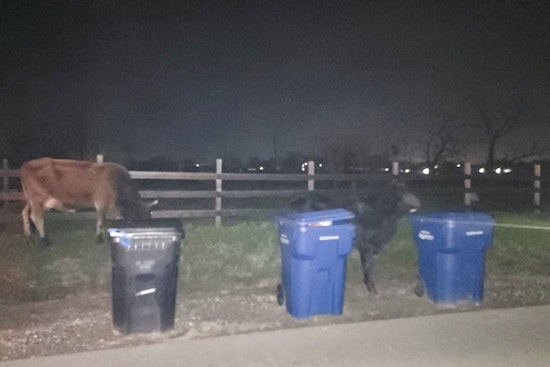 Loose Cows And A Horse Turn Rio Linda Crossroads Into A Corral