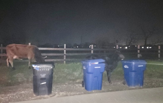 Loose Cows And A Horse Turn Rio Linda Crossroads Into A Corral