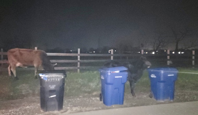 Loose Cows And A Horse Turn Rio Linda Crossroads Into A Corral