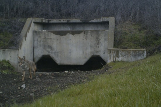 Major Wildlife Crossing Project Approved to Enhance Biodiversity in Bay Area's Coyote Valley