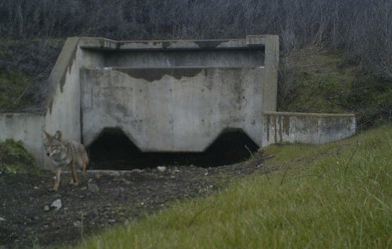 Major Wildlife Crossing Project Approved to Enhance Biodiversity in Bay Area's Coyote Valley