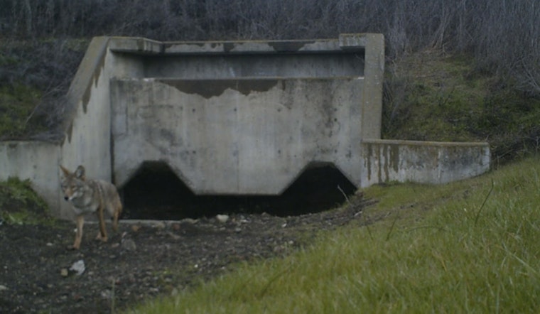 Major Wildlife Crossing Project Approved to Enhance Biodiversity in Bay Area's Coyote Valley