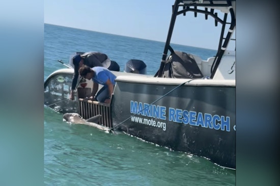 Manatee County Deputies and Mote Marine Rescue Entangled Shark Off Public Beach