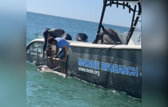 Manatee County Deputies and Mote Marine Rescue Entangled Shark Off Public Beach
