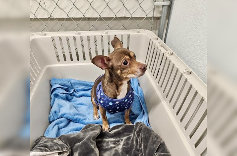Mankato Public Safety Cares for Lost Dog Found Near Burger King on Riverfront; Seeks Owner