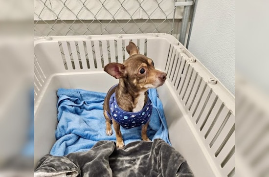 Mankato Public Safety Cares for Lost Dog Found Near Burger King on Riverfront; Seeks Owner