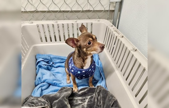 Mankato Public Safety Cares for Lost Dog Found Near Burger King on Riverfront; Seeks Owner