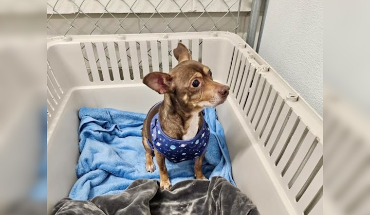 Mankato Public Safety Cares for Lost Dog Found Near Burger King on Riverfront; Seeks Owner