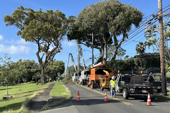 Mānoa Motorists to Face Road Closures for Bodhi Tree Removal Starting February 2