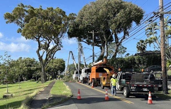 Mānoa Motorists to Face Road Closures for Bodhi Tree Removal Starting February 2