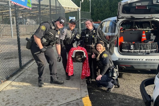 Marysville Police Apprehend Raccoon Invader at Local Fred Meyer, Escort Injured Animal to Wildlife Center