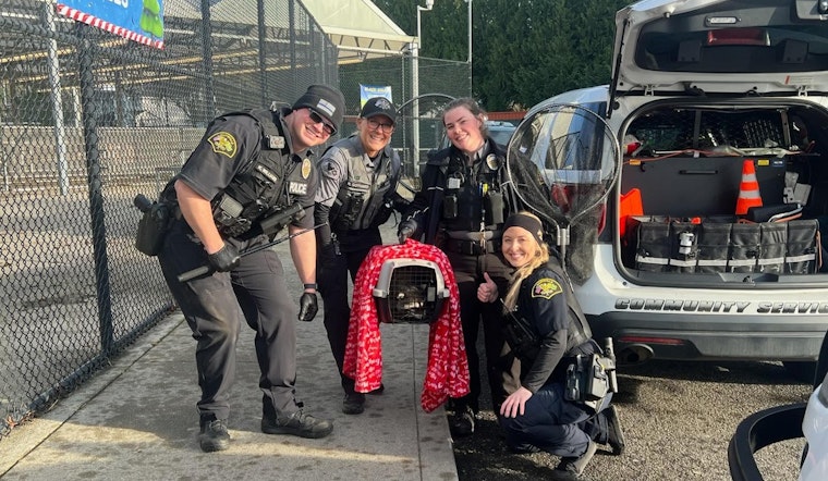 Marysville Police Apprehend Raccoon Invader at Local Fred Meyer, Escort Injured Animal to Wildlife Center