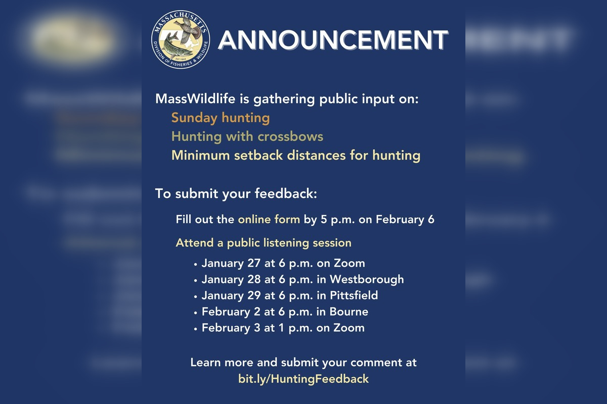 Massachusetts Administration Explores Hunting Expansion, Seeks Public
