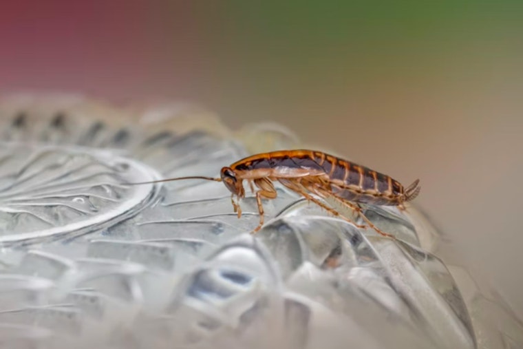 Maui Beach Ballroom Shut Down by Health Department Due to Cockroach Infestation
