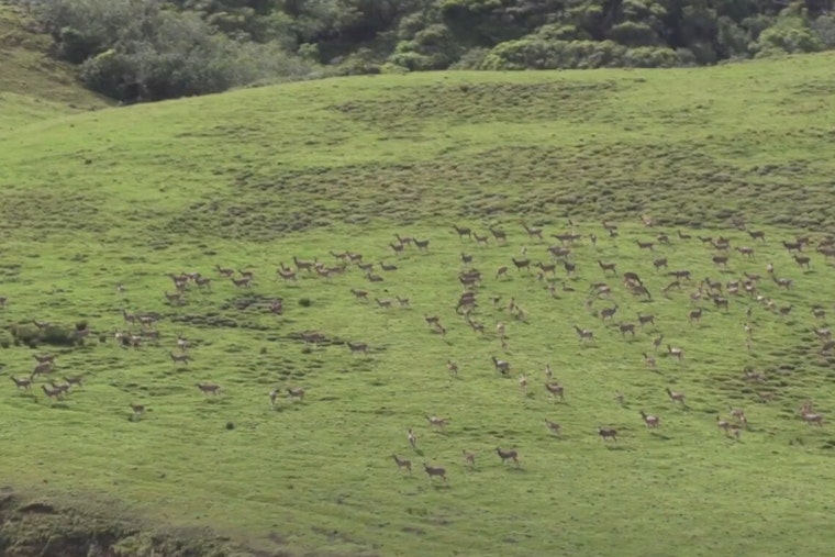 Maui Nui Landowners Urged to Cull Axis Deer Populations with Financial Incentives from LIP