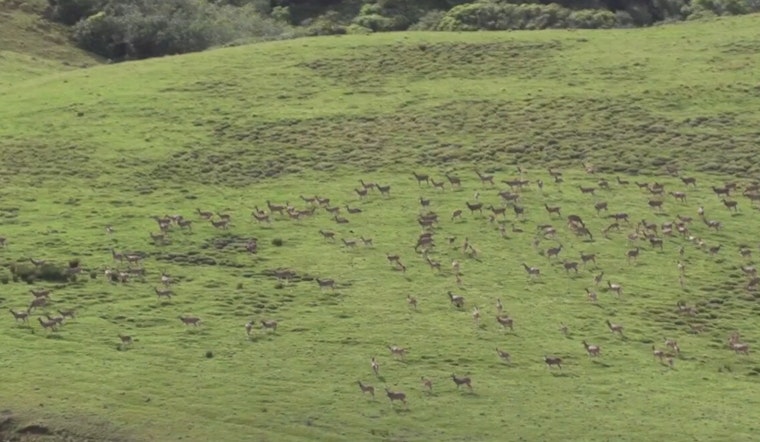 Maui Nui Landowners Urged to Cull Axis Deer Populations with Financial Incentives from LIP