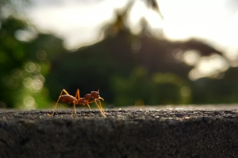 Maui Sounds The Alarm After Little Fire Ant Turns Up In Waihe’e Refuge