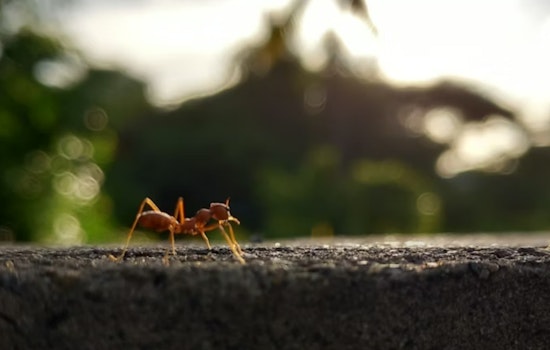 Maui Sounds The Alarm After Little Fire Ant Turns Up In Waihe’e Refuge