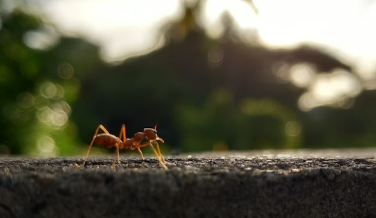 Maui Sounds The Alarm After Little Fire Ant Turns Up In Waihe’e Refuge