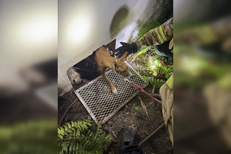 Miami Beach Firefighters Heroically Rescue Puppy Trapped Under Building